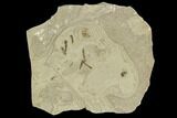 Fossil Crane Fly (Pronophlebia) Cluster - Green River Formation, Utah #111397-1